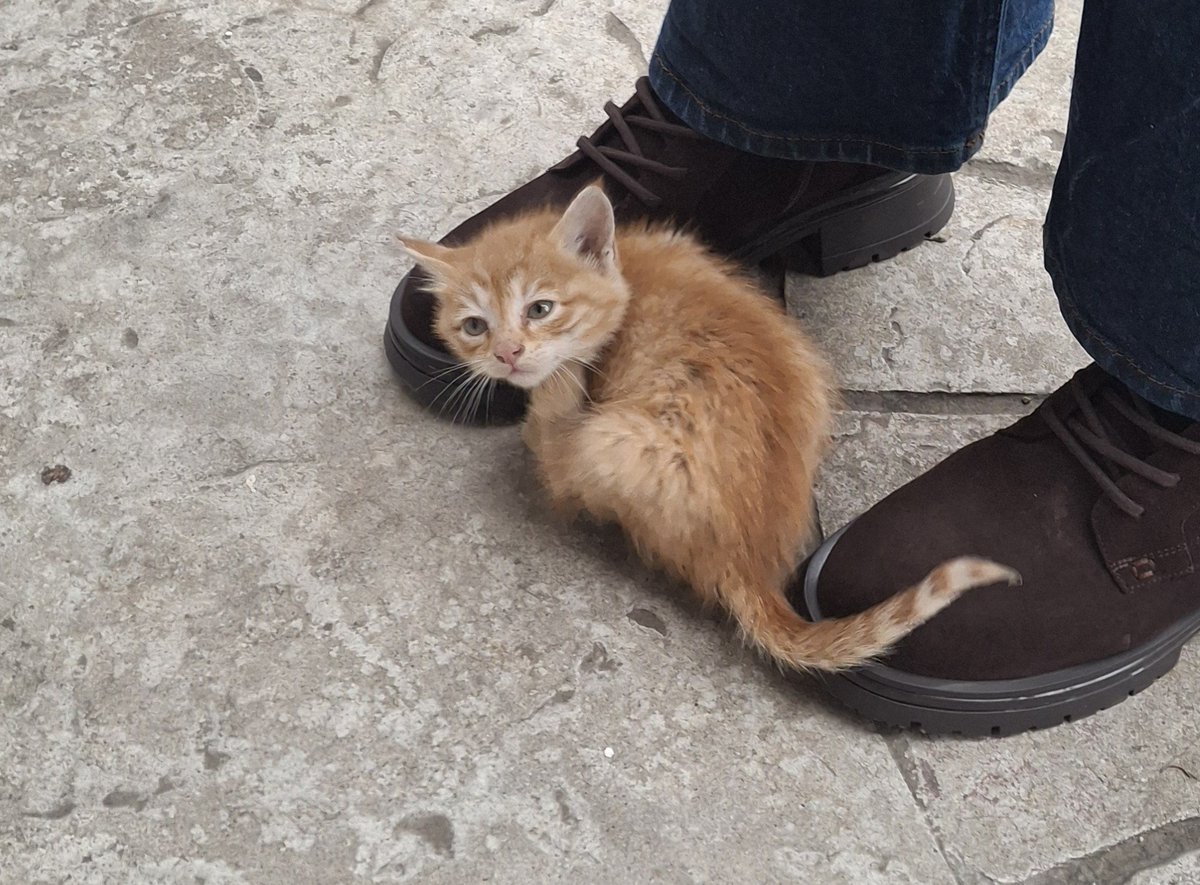 benvekedi's tweet photo. Arkadaşlar BEBEK SARMAN ister misiniz Samsundayız.. 2 kardeşler.
Çok küçük ve oyuncular ayrıca temas bağımlısı ikisi de. Kucaktan inmiyolar yere bırakınca tırmanıyolar kucağa 😭🤎 https://t.co/IzX1fByuUG