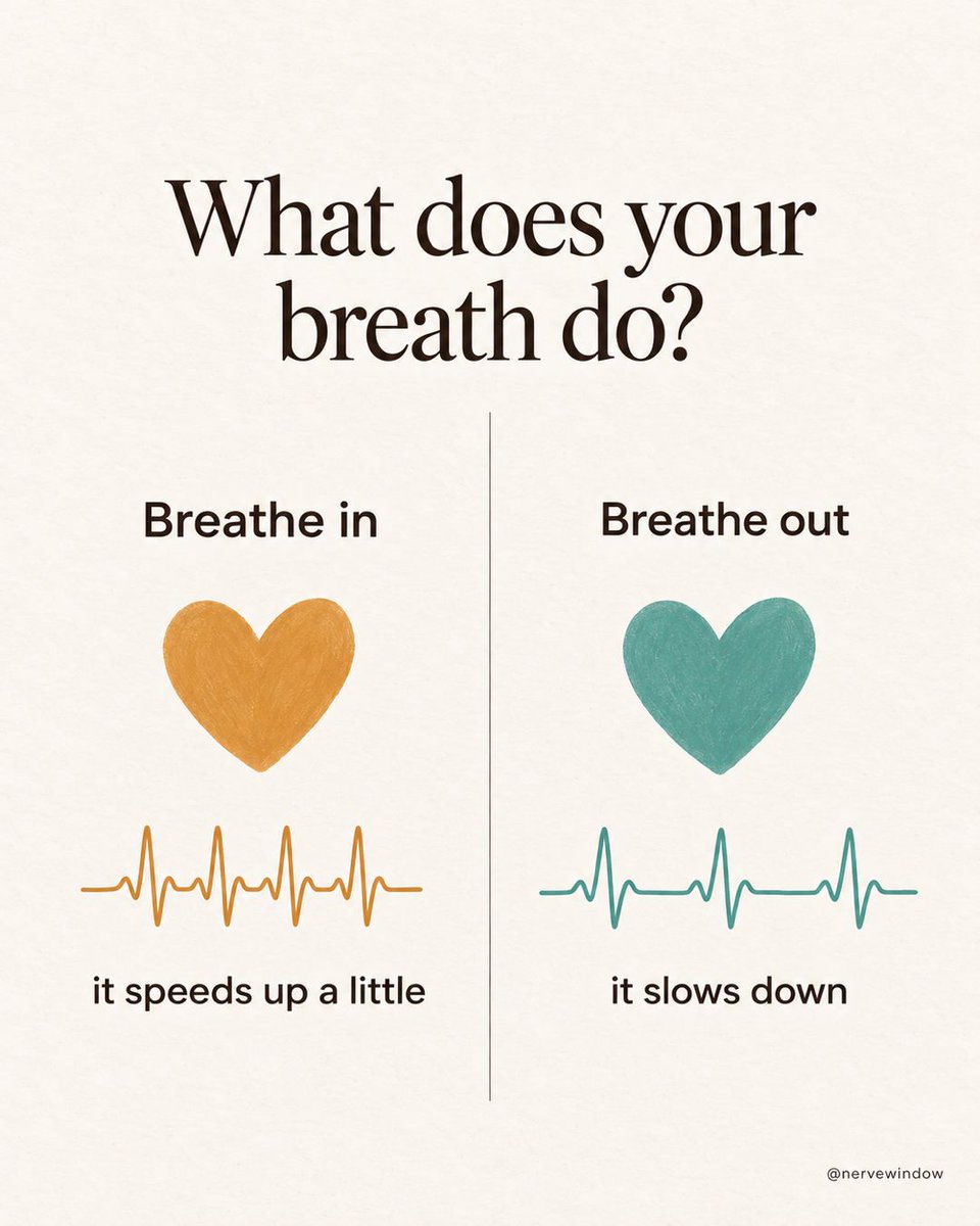 NerveWindow's tweet photo. Your heart is changing speed right now. It speeds up a little as you breathe in, and it slows down as you breathe out. Breathing out works like a brake for your heart.
Breathe in for four, and out for six, slowly. https://t.co/1F17vm1wAH