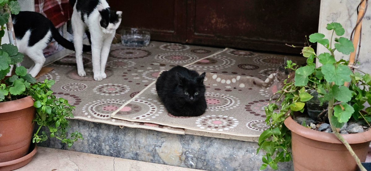 bidardrlr's tweet photo. Fotoğrafta kaç kedi var? https://t.co/Mcx1eeVFFX