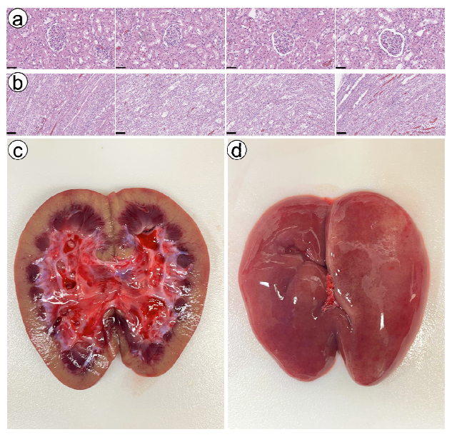 kaimicahmills's tweet photo. functional recovery of vitrified and nanowarmed human-scale pig kidneys from up to one year at -150 °C

it is increasingly clear that cryopreservation is the single best shot we have at defeating death in our lifetimes

https://t.co/4Z9e863HFQ https://t.co/nDkqIsJlfS