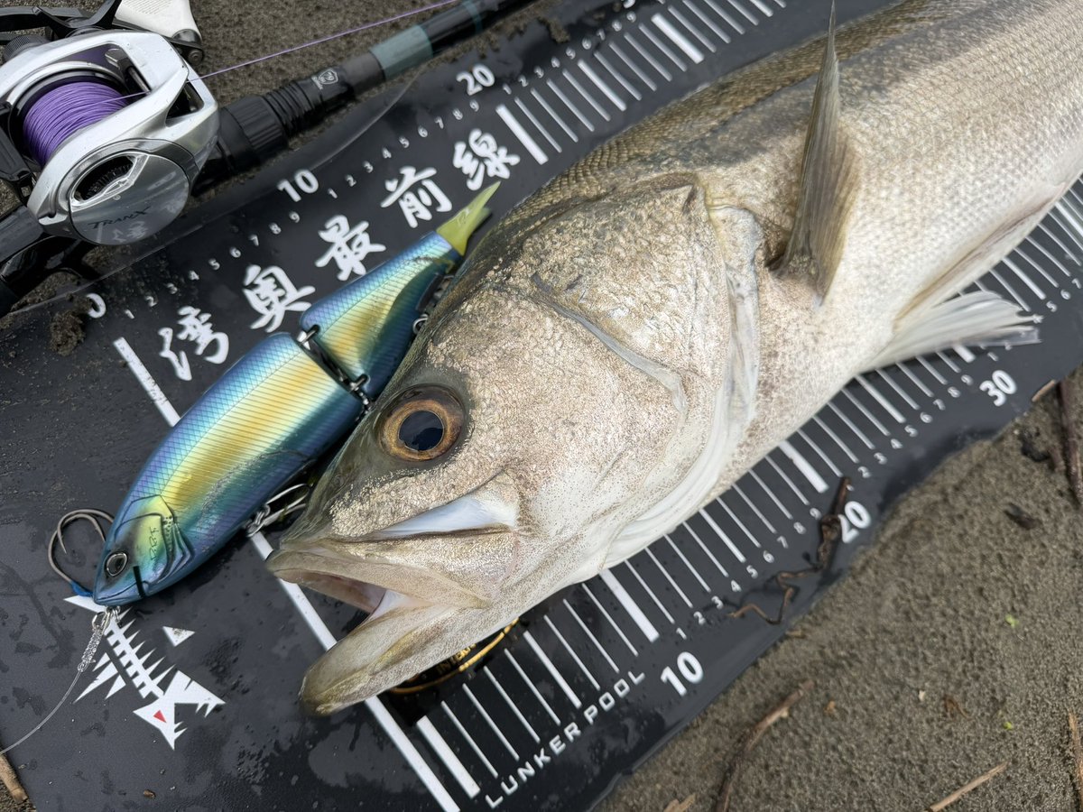 AT73s's tweet photo. 沈黙を破るmodeB💫💫

#湾奥最前線
#lunkerpool https://t.co/eUk0OkOlO4