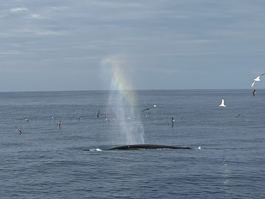 mamitas_shell's tweet photo. Whale’s Rainbow Breath！
クジラが虹を吹いた🐳🌈 https://t.co/DEbnqEppz1