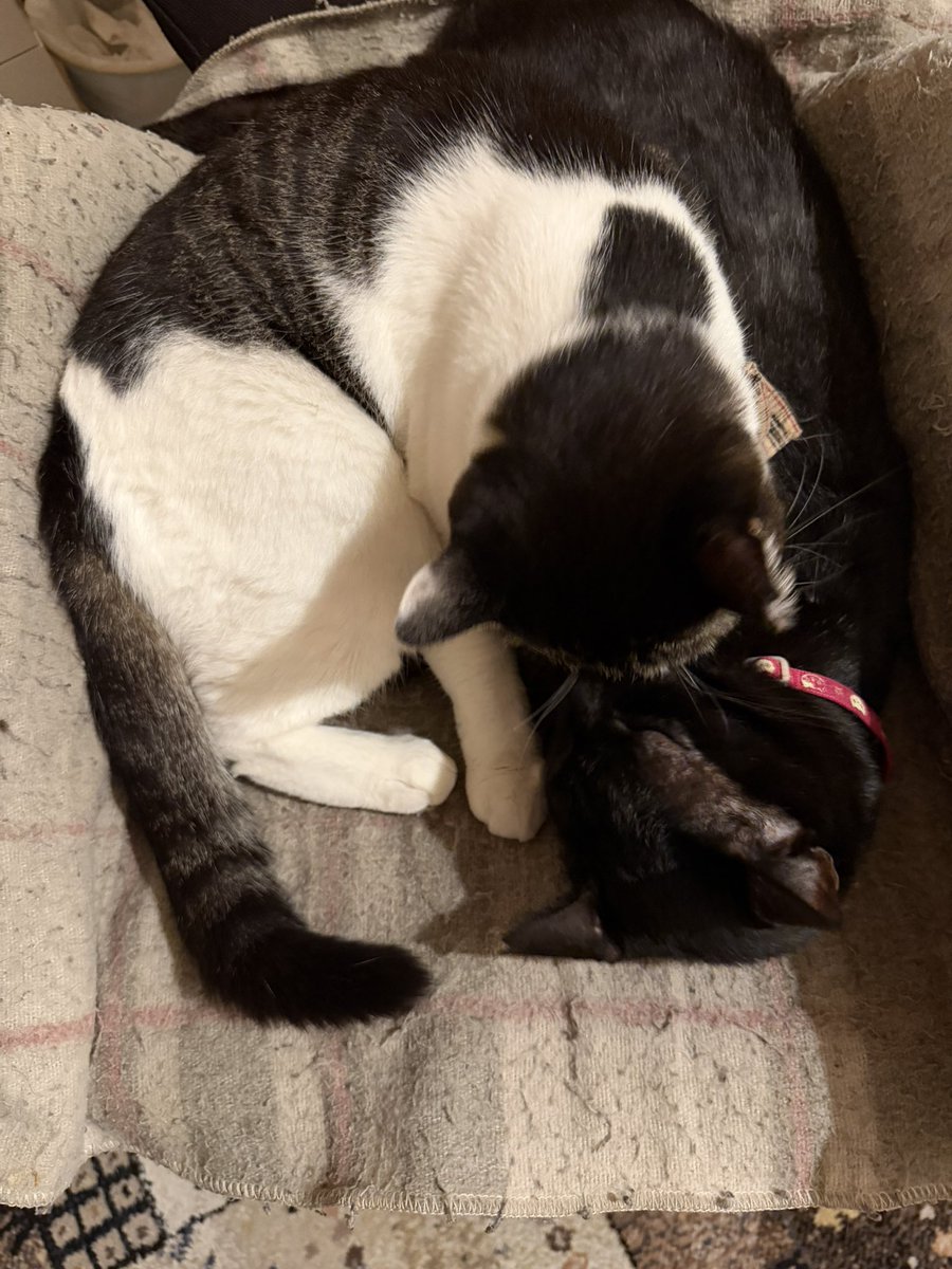 Hisae331207's tweet photo. 寝るﾆｬｰ
もう寝るのか💤21時就寝という生活習慣
健康第一ﾆｬ     おやすみにゃさい

#保護猫 #黒猫 #猫のいる暮らし 
#猫好きさんと繫がりたい https://t.co/mlfxiedjY9