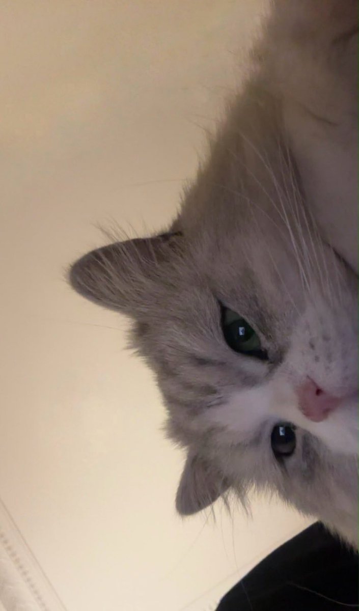 Meowjnll's tweet photo. Global cat day🤍 https://t.co/O2M37UMCsS