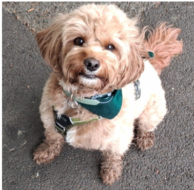 BromleyWell's tweet photo. We're excited to announce @caredogscharity are kindly collaborating with us for another walk on October 28th!🐕🐶🚶➡️
More info on our website: https://t.co/QCd1tRlZDh
For Bromley borough residents.
We can't wait! 😃
#getoutside #wellbeing #community #Bromley #walkandtalk https://t.co/0mtIvsuJWd