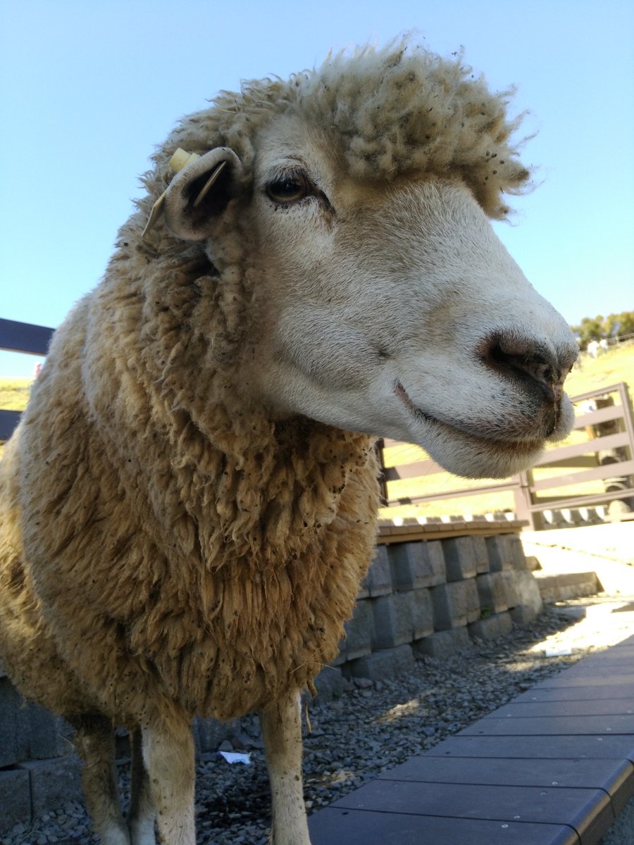 Ptarmigan0606's tweet photo. 一日一羊(2804)
スペイン語でひつじは：オベハ（oveja） https://t.co/Dz7oGd6JFJ