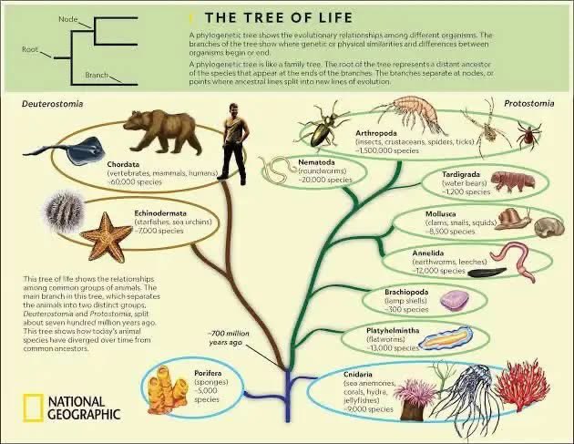 NotEvolution1's tweet photo. So, we evolved from sea sponge?? https://t.co/YWe78GZ43i