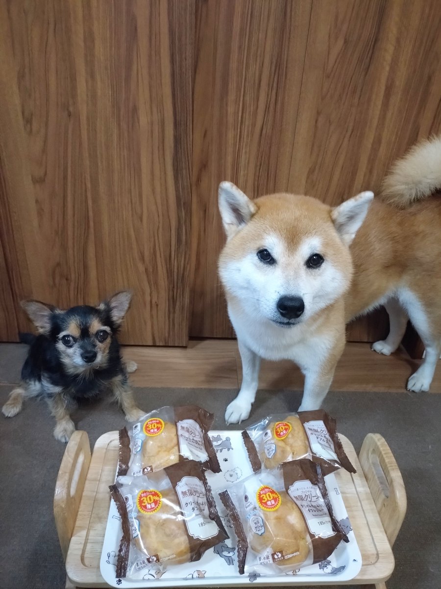 2chibimitsu2's tweet photo. 拝啓 中島健人さま💙
ケンティーのおかげで可愛い愛犬がバズりました🙇‍♀️
そして、やっとこのポスターが貼ってあるファミマで、無限クリームのダブルシュークリームを購入できました！
溢れるほどのクリームとても美味しかったです！
#K_T_T
#ファミマの無限クリーム 
#チワキー #柴犬 #龍ちゃんズ https://t.co/sohtwKUPxX