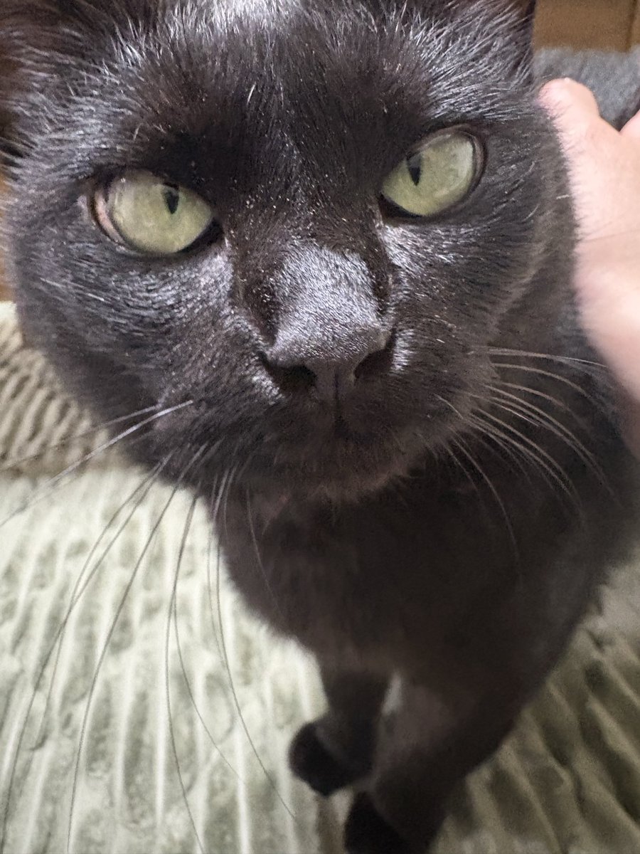 MoonlightAyame's tweet photo. 今日は早く終わったのでラブラブなひと時😻 https://t.co/OPsjusi9an
