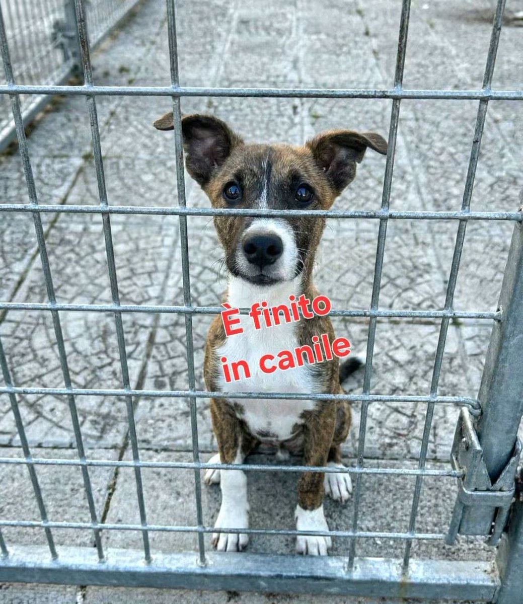 GretaFanti's tweet photo. Casa colpita e resa inagibile da terremoto, la famiglia sacrifica uno dei cani: Frank, 4 mesi, finisce in canile💔Futura taglia  25kg.Da Caserta viaggia al Centro/Nord. Per adozione WhatsApp Linda  3483225213 #GiustiziaPerFrank
#viralx 
#16ottobre2026 https://t.co/ukv2nk5xIB