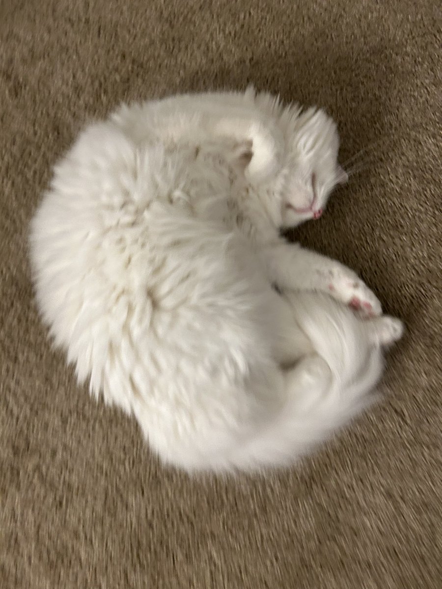 CatCompassMap's tweet photo. ふたりのお口ほんとかわいい https://t.co/6mhBaITFK5