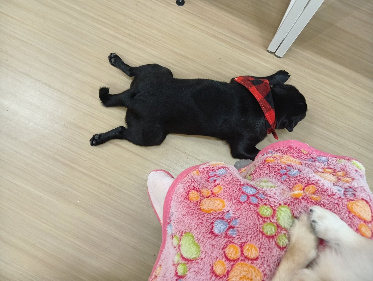 sio5911's tweet photo. 犬カフェに行った。
「この子とこの子はアレルギーなので、ササミ（650円）はあげられません。お座りとお手をして、じっと見つめて欲しがりますが💦ジャーキープレート（1500円）ならみんな食べられます☺」という案内にドン引き。
高いオヤツに誘導する嘘ならまだいい。本当なら極めて悪質。 https://t.co/0rkb4h5z9a