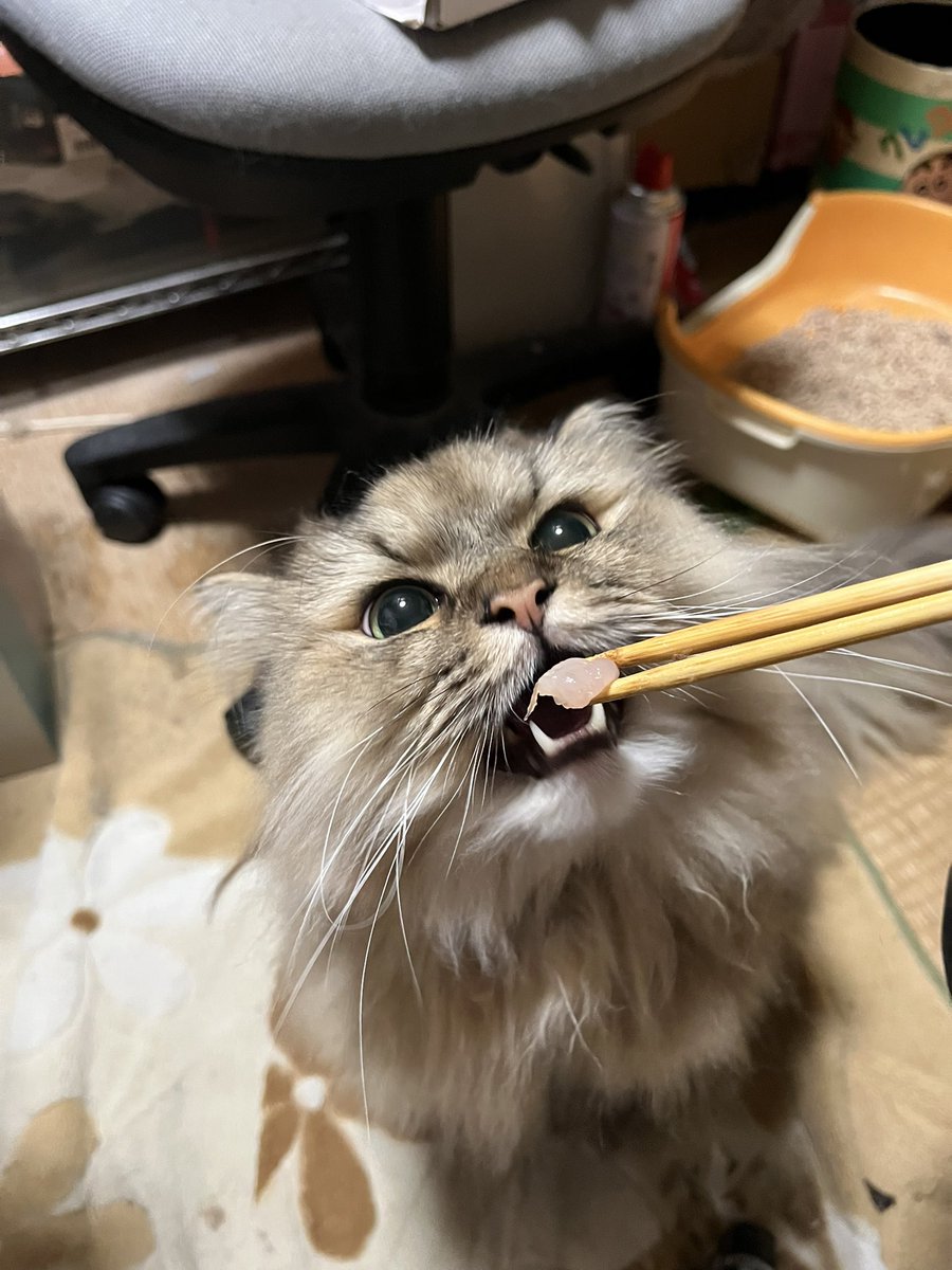 kusoosu's tweet photo. お刺身いただきます😸笑 https://t.co/RD2I7okbYA