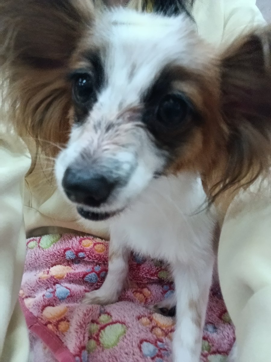 sio5911's tweet photo. 犬の安全を客の良心に任せるな😂
ましてやアレルギーリスクを無視して安いササミを注文する客を信じて大丈夫なの？
床にぶちまけたら？もみくちゃにされてうっかり食べさせたら？アレルギー理解の低い客が「可哀想だから」とこっそり食べさせたら？
ササミを食べないように躾ける努力も必要では？ https://t.co/1n9YHLjrbM