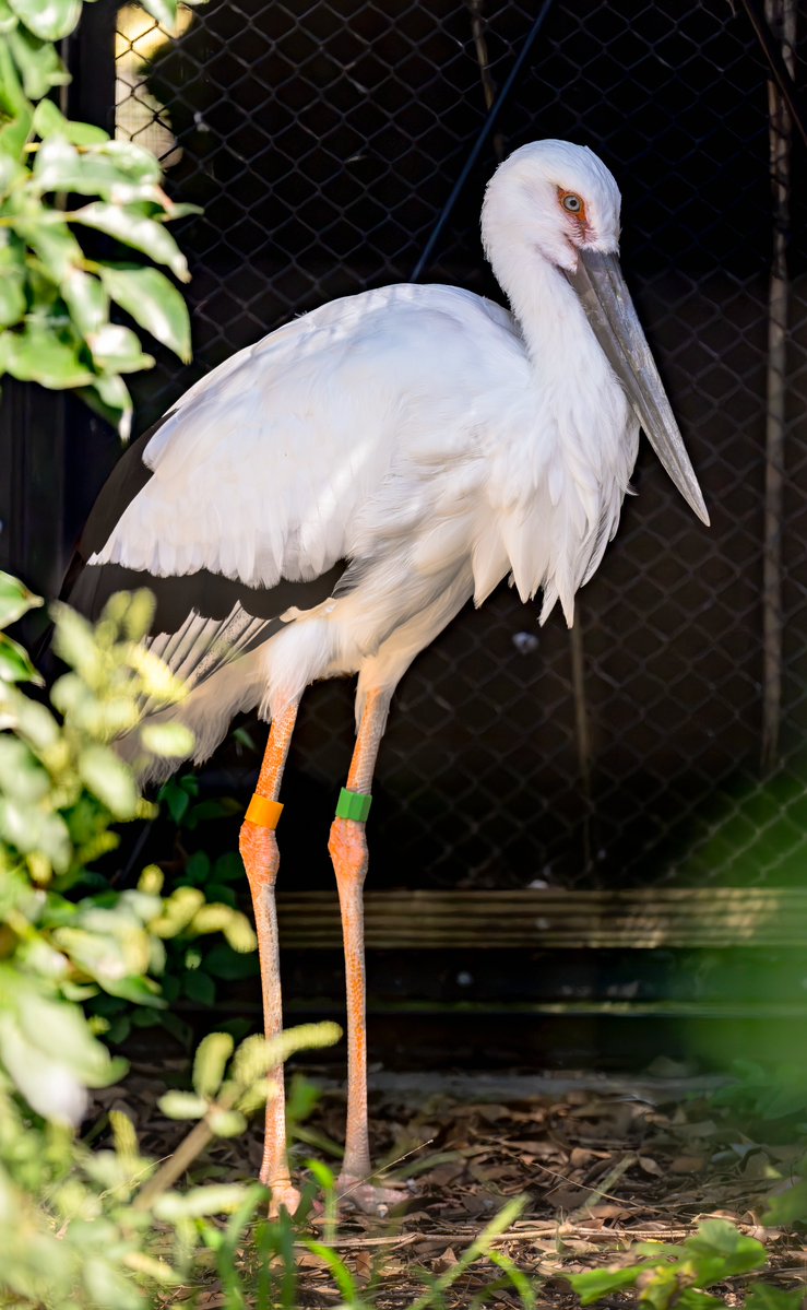 CbK2cA4AkktKJge's tweet photo. 『コウノトリ』

#コウノトリ
#のんほいパーク #豊橋総合動植物公園
#愛知県 #豊橋市 #動物園
#α1II #α1Ⅱ #100400MC #SEL100400MC https://t.co/vWcEvFk6dF