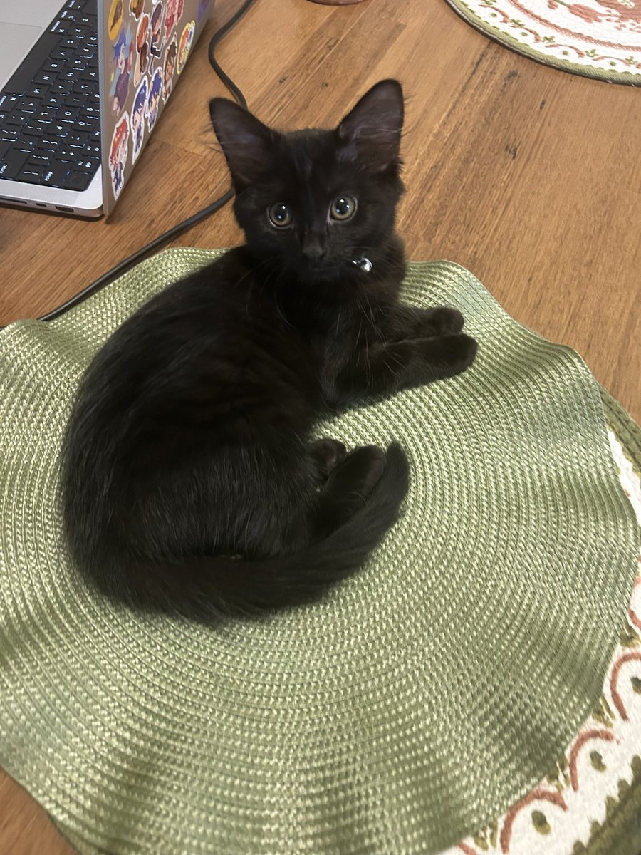 pinepaz's tweet photo. my baby so cute! 🐈‍⬛ https://t.co/AMfaokapee