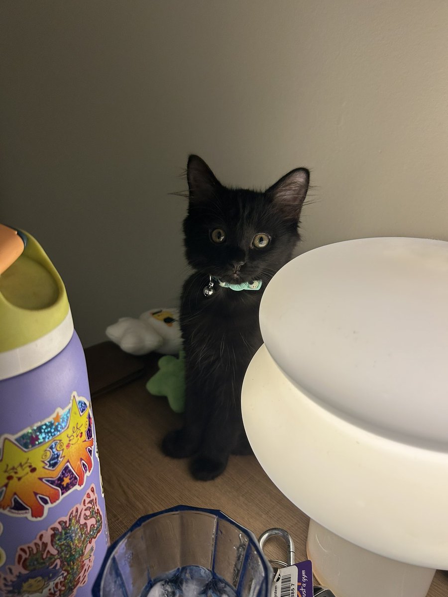 pinepaz's tweet photo. my baby so cute! 🐈‍⬛ https://t.co/AMfaokapee
