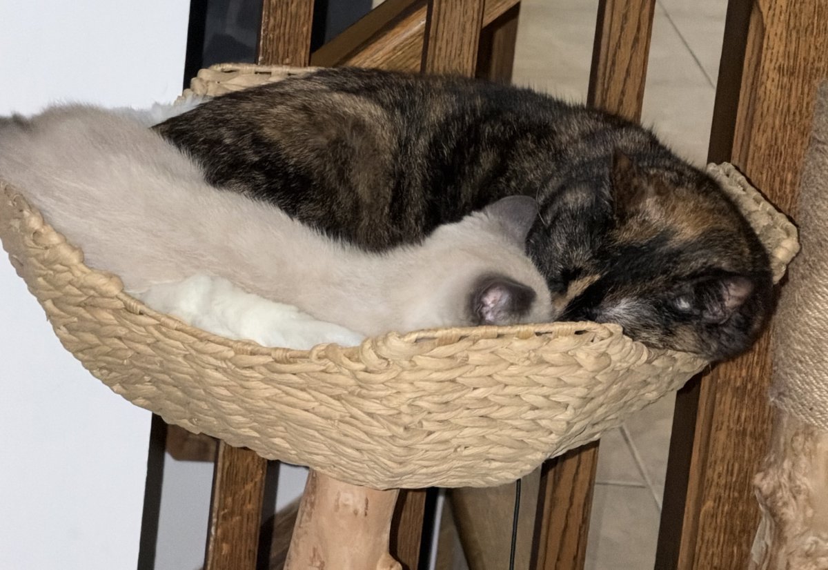 PolarCubYT's tweet photo. i love my baby girls!!!!!!!!! 🗣️🗣️🗣️🗣️ https://t.co/hXQcWPoxO2