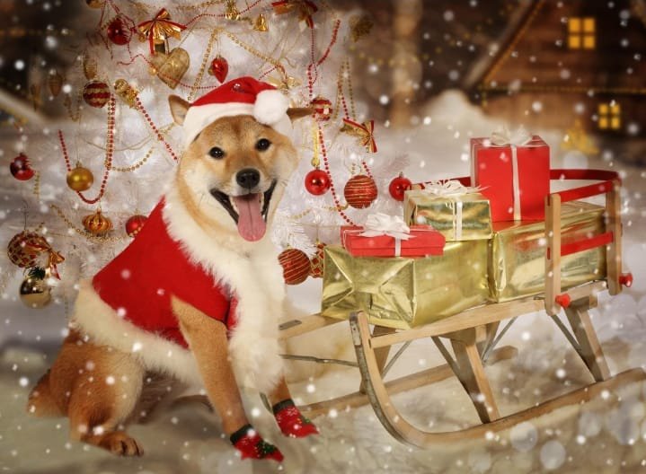 Santa_inu1 tweet picture