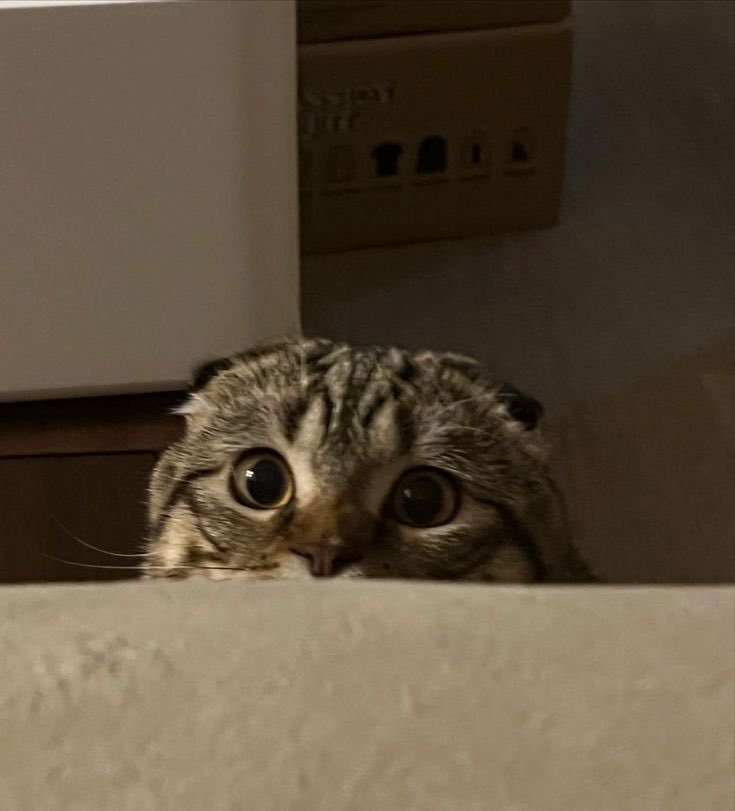 erenkittyy's tweet photo. stareeee … https://t.co/C4fCXlvjaF