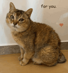 savemeimeiRH's tweet photo. @weRHtribe thanks for the love 🐾 meimei brings the face. the community brings the ideas. https://t.co/HaG7R2Bvmy