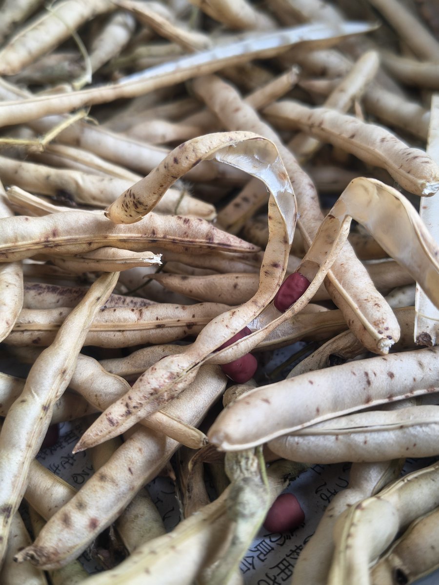 terasa_tomo's tweet photo. 小豆の収穫が始まりました。

茶色くなった莢から収穫して、
お日さまの下で天日干し。

茶色い莢の中に、
ちらりと赤い色。

お！

#新潟の田舎愛
#小豆
#天日干し

農業詩人 てらさん https://t.co/bnleOcq1yJ