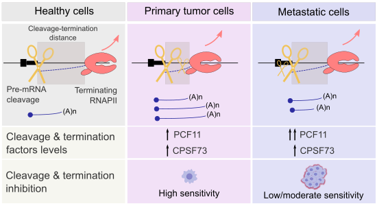 DPulimamidi's tweet photo. Primary and metastatic colorectal tumor cells share a common origin, but do they share the same vulnerabilities?
Surprisingly, primary cells depend far more on #PCF11 and #CPSF73, two pre-mRNA processing/termination factors. 
Our latest study explores why: https://t.co/49BrtRK4v6 https://t.co/KiCSs6kK8N