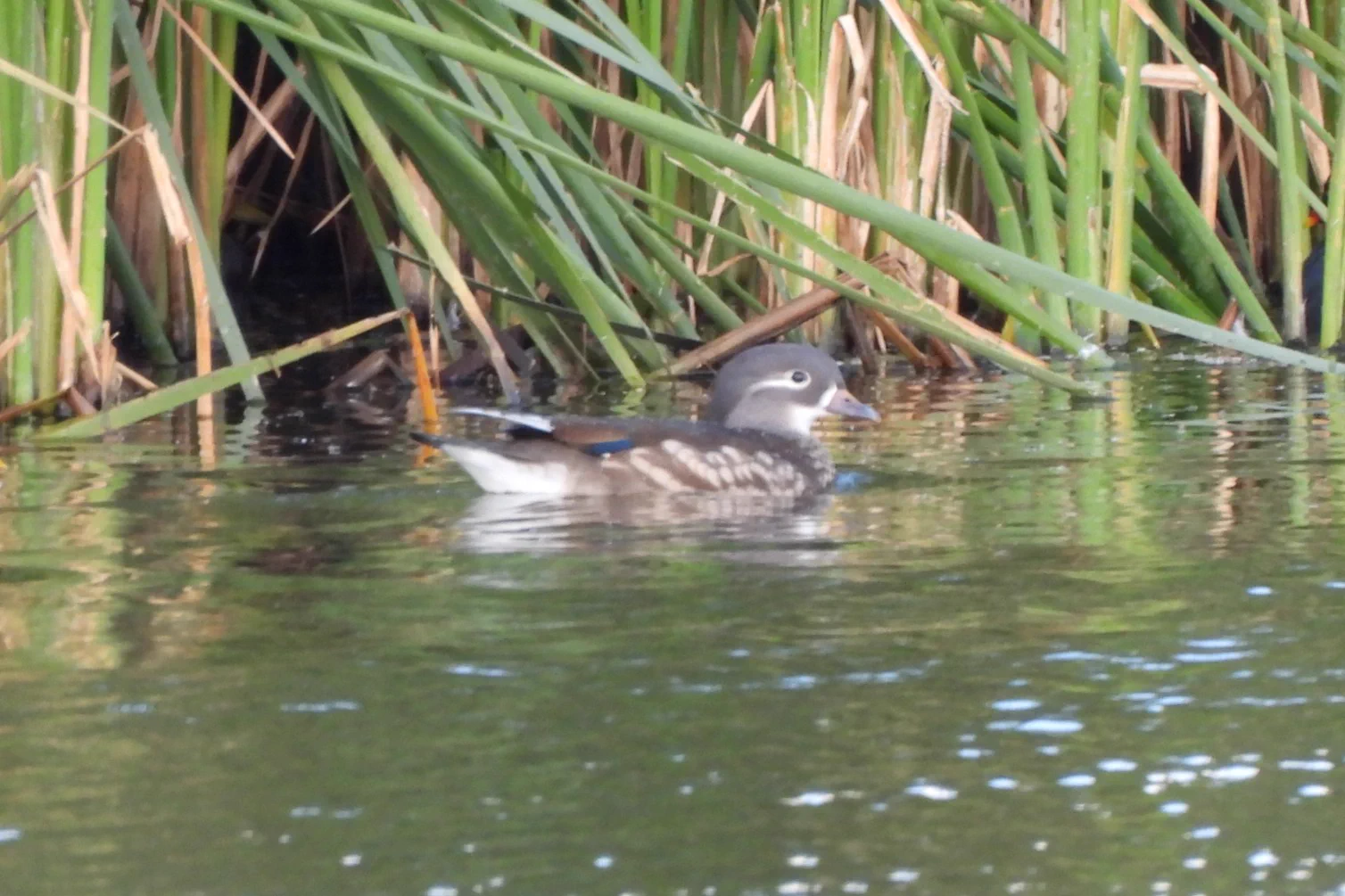 Patch Birding Delaval Parish & Holywell Pond on X: 