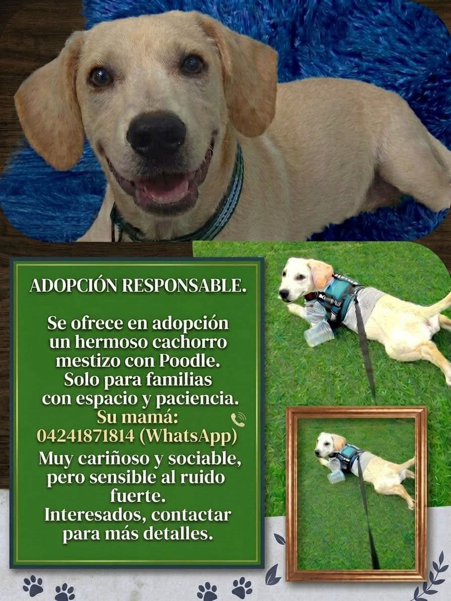 PerroUsuario's tweet photo. Busca un hogar amoroso y responsable. Caracas https://t.co/unq2NPSnh0