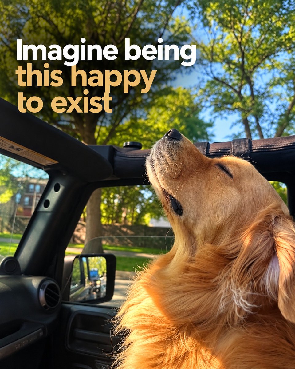 threadcbd's tweet photo. No deadlines. No overthinking. No Monday blues. Just sunshine, fresh air, and being ridiculously happy to exist. 🐶☀️💛

Honestly, we could all learn something from dogs. 🐾

#GoldenRetriever #DogsofX #PureHappiness #DogLovers https://t.co/NnxFuYXbAc