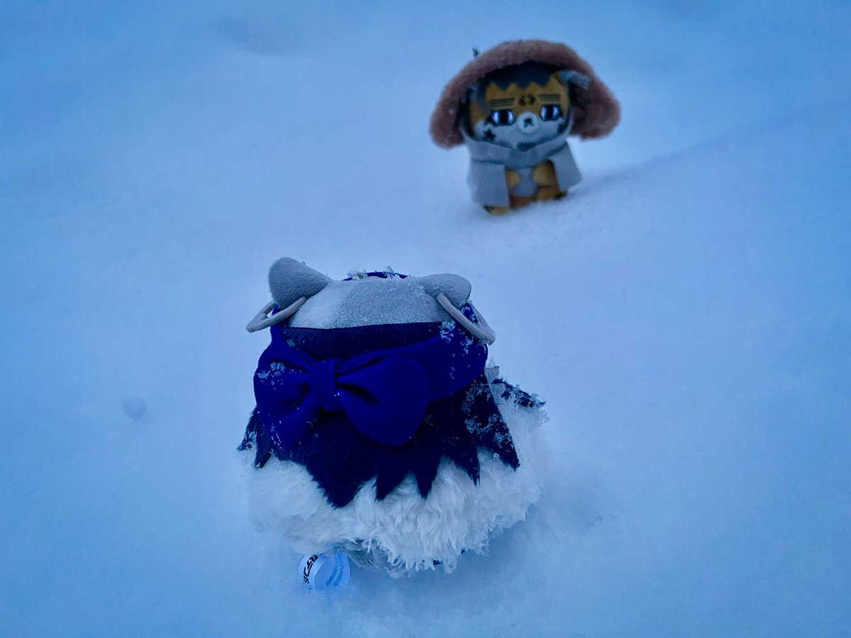 sudo_taro's tweet photo. ㊗️からふと編🐕🛷 https://t.co/kv98FMstmr