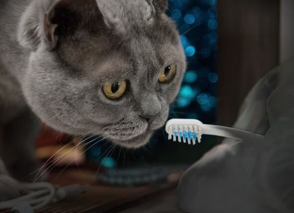 BelmontPetHosp's tweet photo. Red Gums in Cats https://t.co/KNQrg6Jxwn
.
.
.
.
#pets #bph #belmontpet #belmontpethospital #vets #vet #veterinariantechnician #veterinarians #cats #animals #housepets #furryfriends #furbabies #furbaby #kittens #cat #lovemycats #lovemypets #lovemypet #catbehavior https://t.co/dANwyte0iv