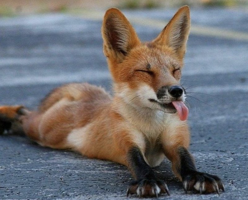 RealKodiTheFox's tweet photo. FOX

FOX FRIDAY 

FOMPS FRIDAY 

FOPS FWIDAY

AAAAAAAAAAHHHHH https://t.co/HuzPno6Vdd
