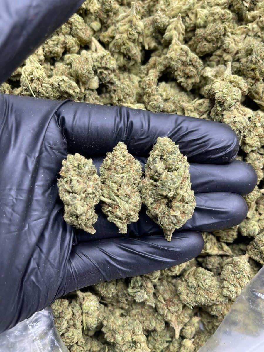Weed_Daily1's tweet photo. My weed so good and i'm just gonna smoke some, cheers!😆

🌬️🌿✨
#drugstwt #drugtwt #weedtwt #smoke
#animalcookies #stonerfam  #CannabisCommunity #weedmob #420community #420friendly #weedsmokers #WeedLovers https://t.co/bAuxscfVRs