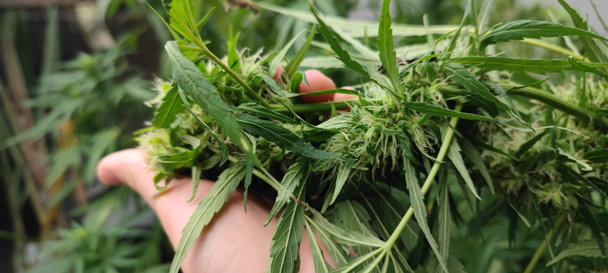 HappyGanjaClub's tweet photo. Original #ColombianGolden in Our Garden
Our RSO extracts will be available soon #RickSimpsonOil 🍀🍃🍃🍀 https://t.co/swK7xDq2p3