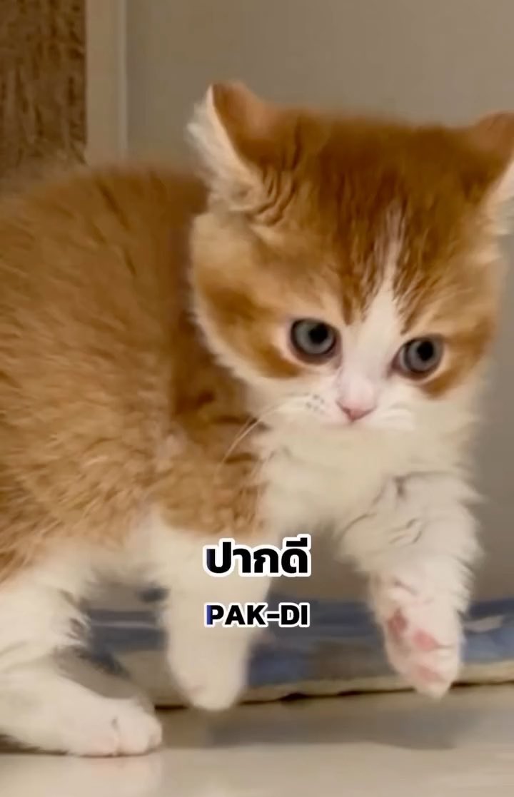 WunHH's tweet photo. แซนต้าทำท่าเฟลิกซ์ตอนเดินเฉียงๆ
เหมือนจริง5555555555555

#Santapp https://t.co/3gwGwmuZEC