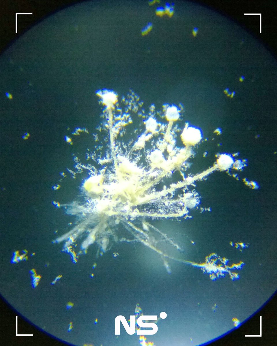 NeuralSpaceIO's tweet photo. 🍄🏺💊 INSOLITE || Aspergillus flavus, un champignon associé à la légende de la « malédiction des pharaons », produit des molécules capables de tuer des cellules de leucémie en laboratoire. Une découverte de l'Université de Pennsylvanie. https://t.co/WIXoIYqgB4