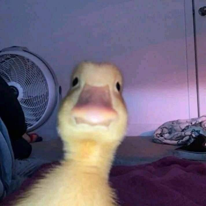 escreamonly tweet picture
