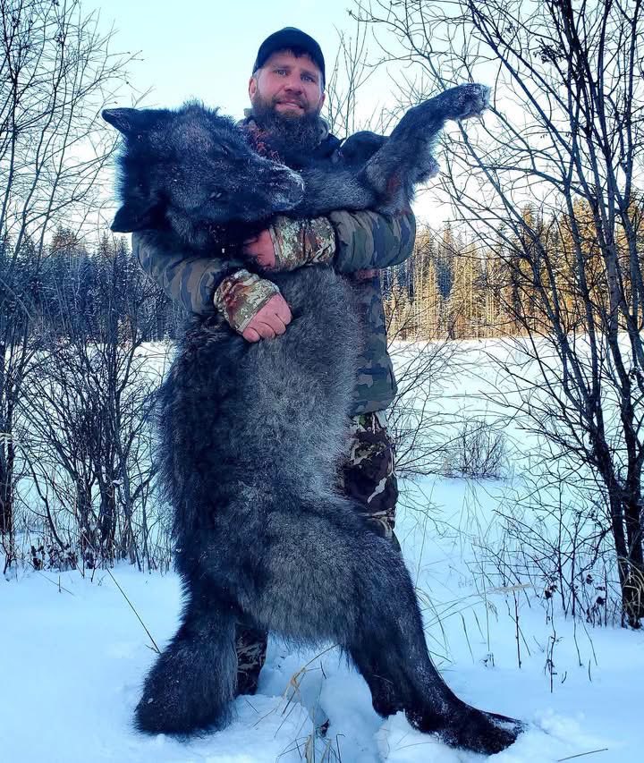 XposeTrophyHunt's tweet photo. Travis Rowland supposedly 'had his hands full with this Alberta wolf.' He had a high powered rifle, the wolf nothing to defend himself. Braggart.
#BanTrophyHunting RT
@SARA2001NOOR @Angelux1111 @Gail7175 @Lin11W @PhaedraXTeddy https://t.co/bcAJQiFWxJ