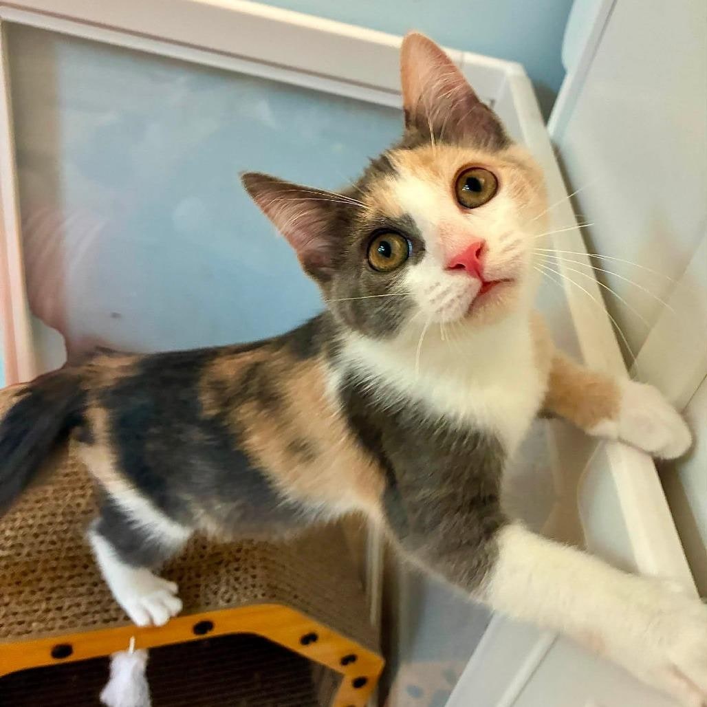 CatsofTheDaycom's tweet photo. Congratulations, Moana! 🎉🏡

This beautiful dilute calico kitten found her forever home through Cat Nap Lodge in Richland, Michigan. She's cheerful, curious and loves exploring. 💛

#catsoftheday #cats #CatsOfX https://t.co/2kJnZr08jz
