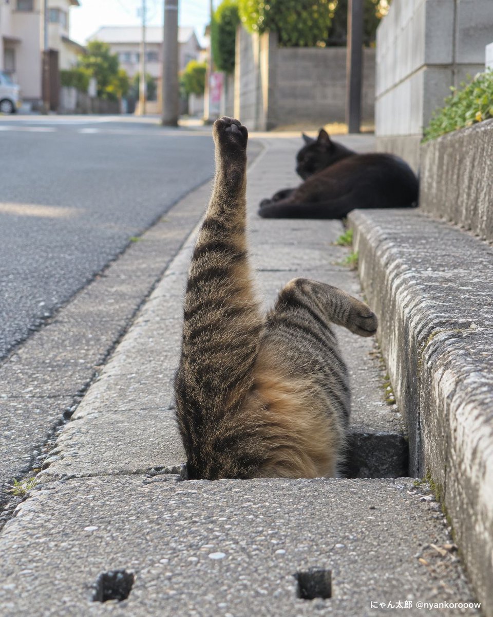 nyankorooow's tweet photo. 猫だけど犬神家 https://t.co/OneI0kFIzq