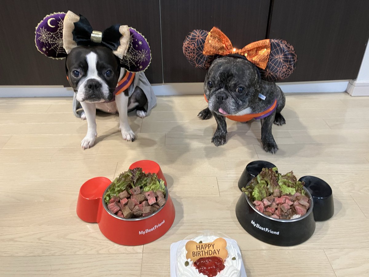 inuSuuuR's tweet photo. のんたん10/15で7歳になりました🎉💖
病気も特になくとても健康に過ごしています、これからも元気で可愛いツンデレのんたんでいてね🥳　

誕生日だからスカートを履かせてみたけどやっぱり似合わないw https://t.co/pjcHDydyk7