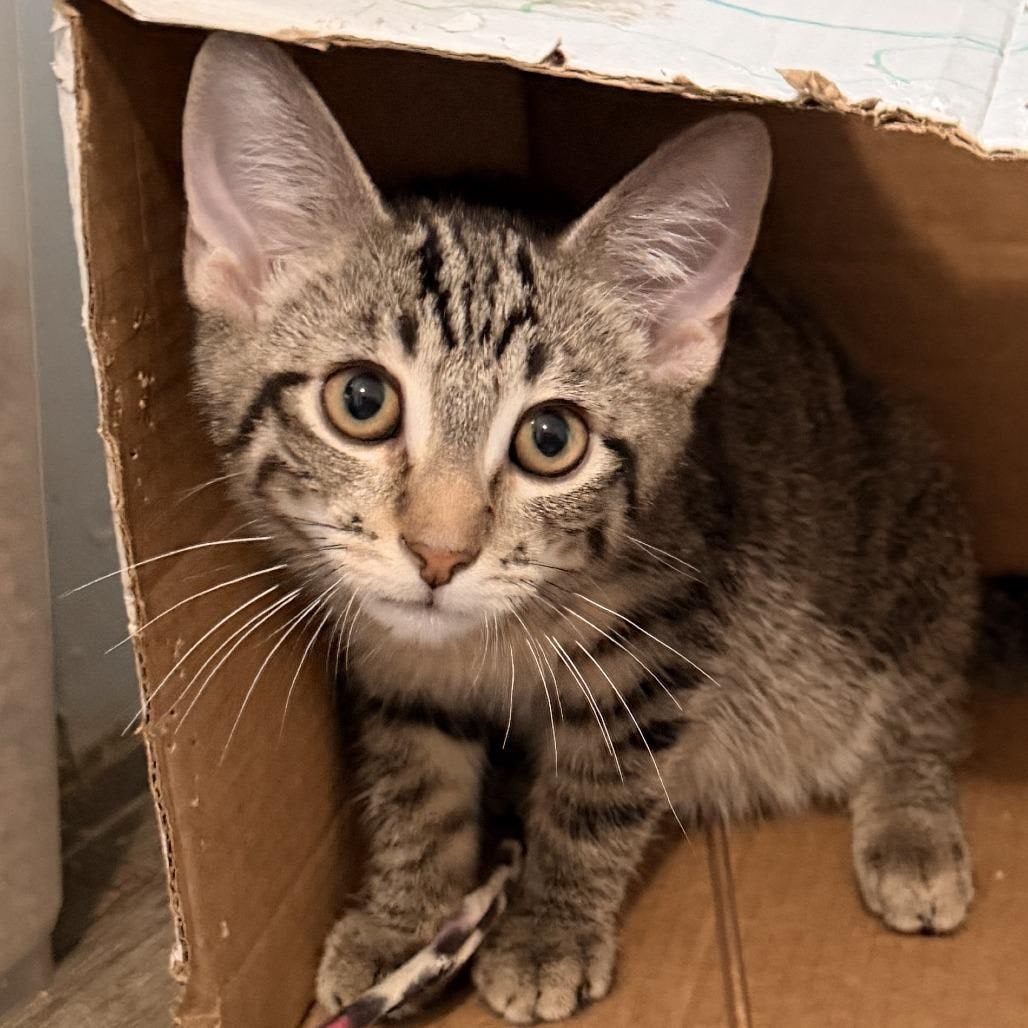 CatsofTheDaycom's tweet photo. Congratulations, Richie! 🎉📦

This brown tabby kitten was adopted from Cat Nap Lodge in Richland, Michigan. He's an adventurous little explorer who loves curling up close to his people after a day of play. 💛

#catsoftheday #cats #CatsOfX https://t.co/rI4m1IfsTG