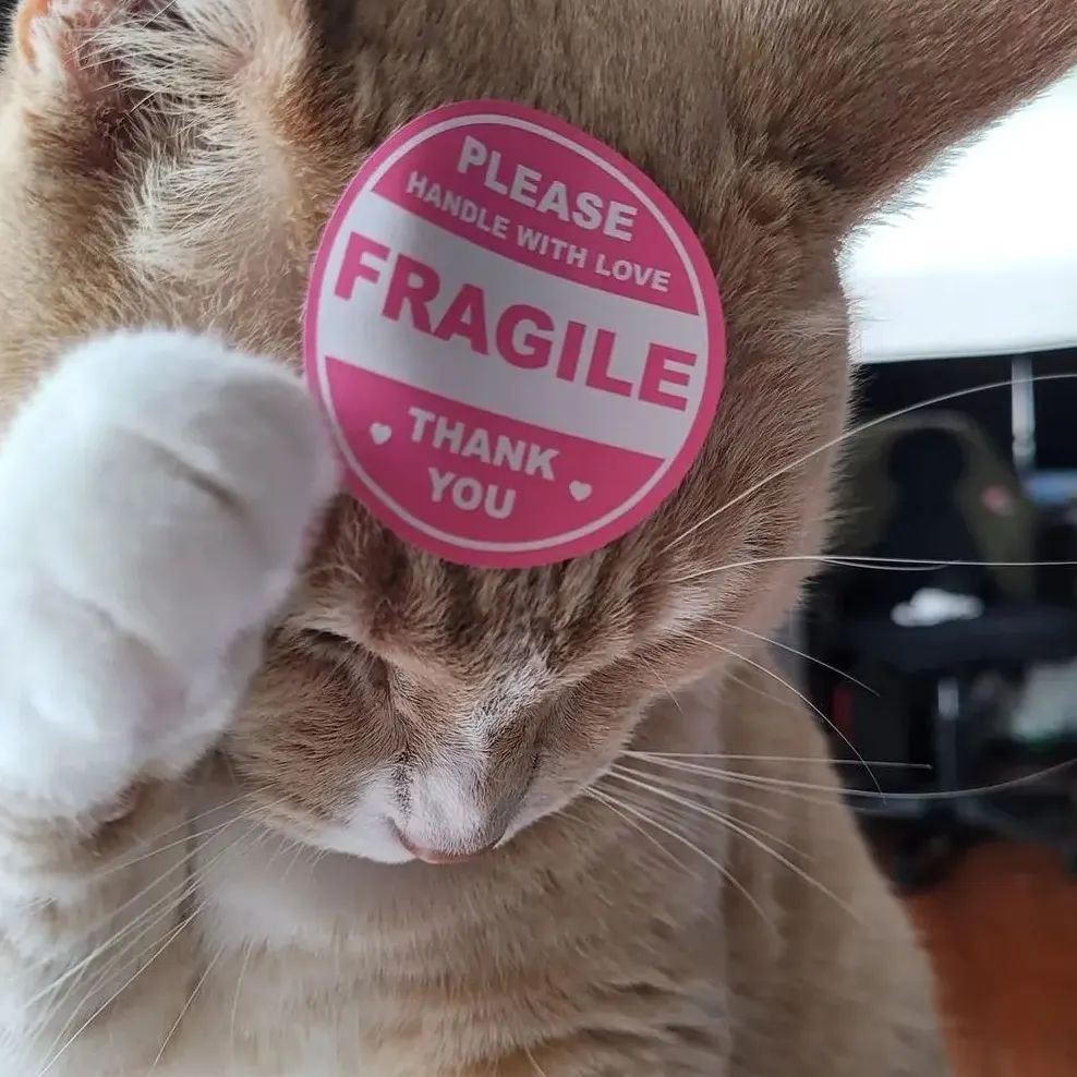 PunchingCat tweet picture