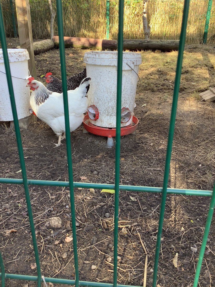 HasReception's tweet photo. In our #TransformationCurriculum @HasReception have been Discovering how to make a home for a hen. We took our Yr6 Leaders with us to tell them some of our facts …🐓 https://t.co/T0YTqPXNTe
