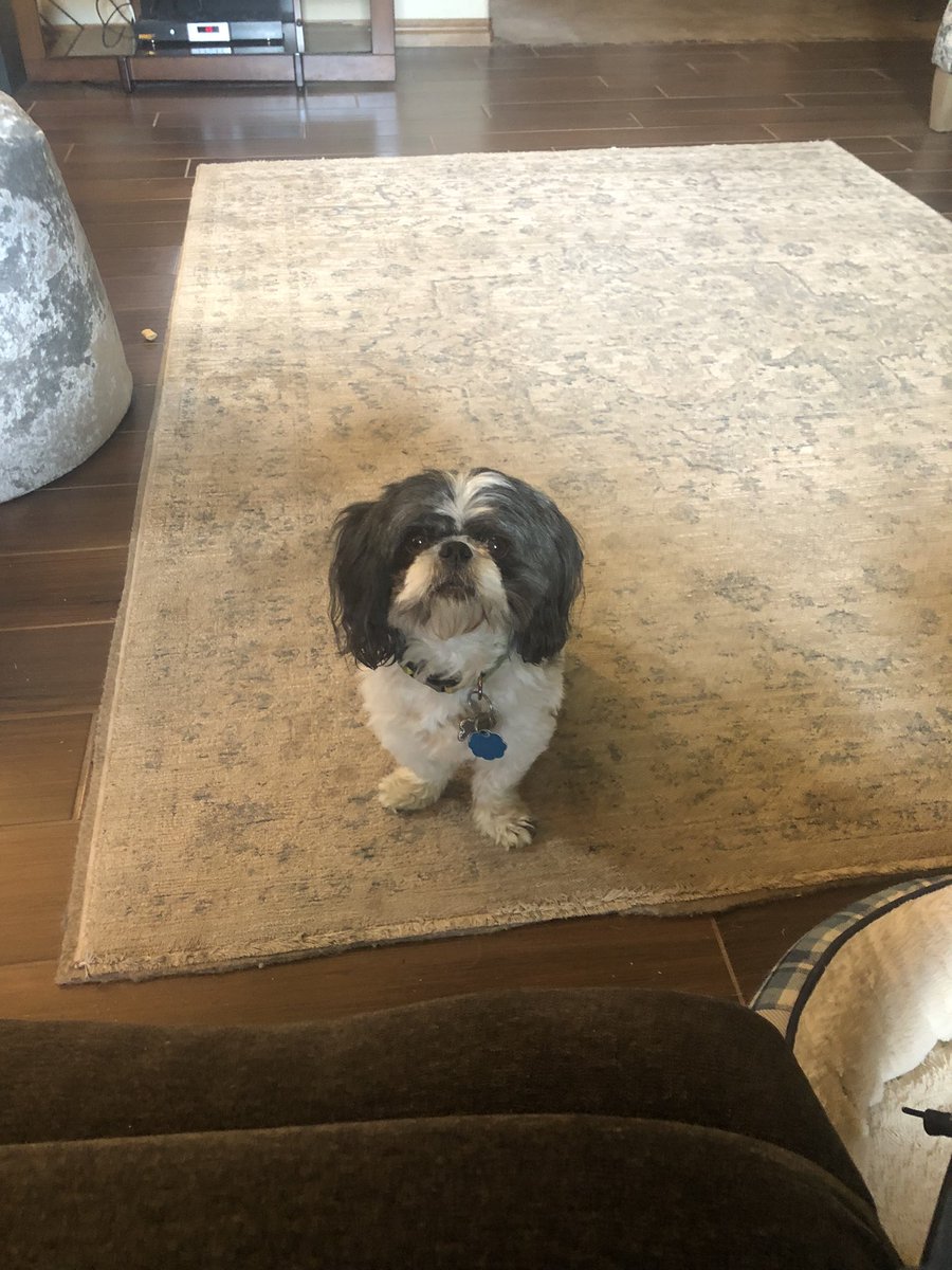 SherryMeador2's tweet photo. @JonahDispatch Auggie does too. https://t.co/mYSA0gXGmp