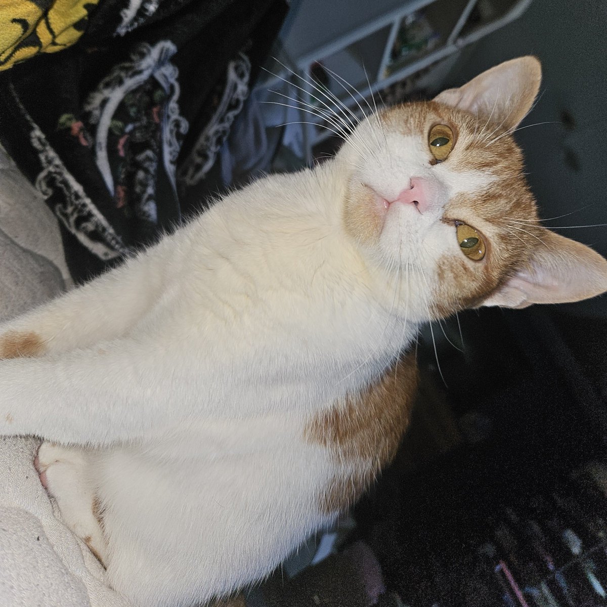 tiedupmuttt's tweet photo. meows at you https://t.co/gZMqXV9dN6