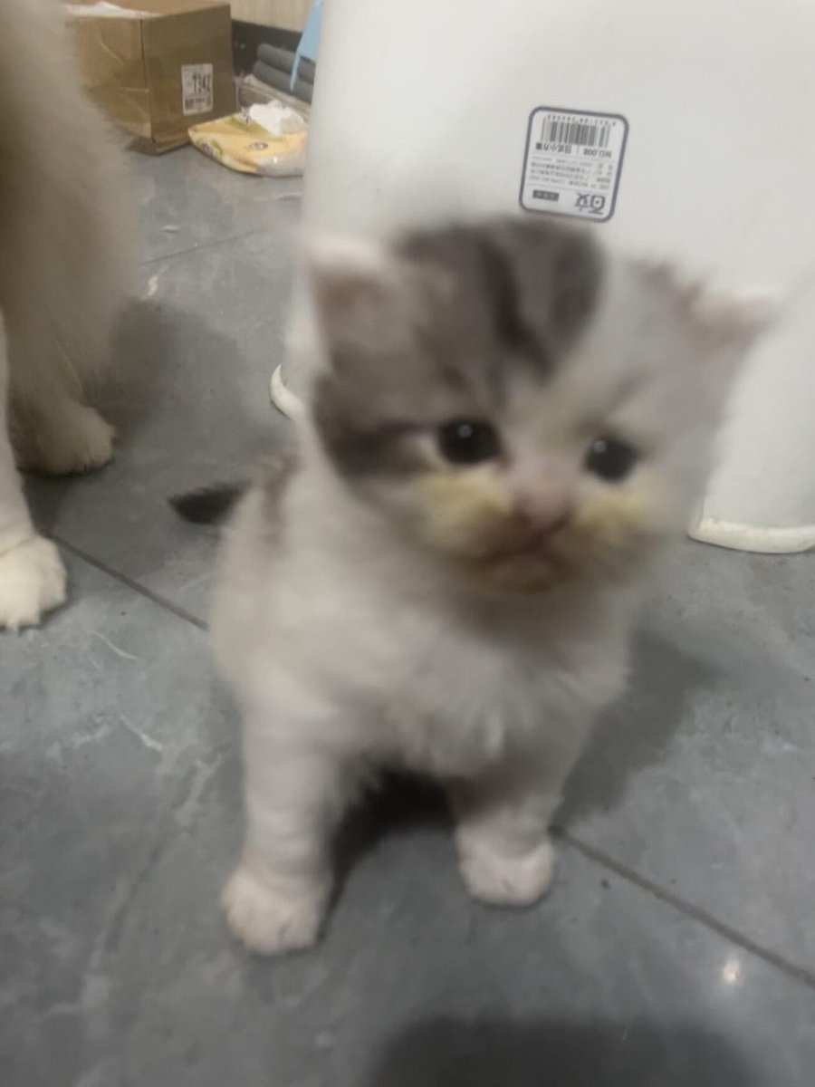 nocontextscats's tweet photo. baby https://t.co/Ms8C6tQ0DF