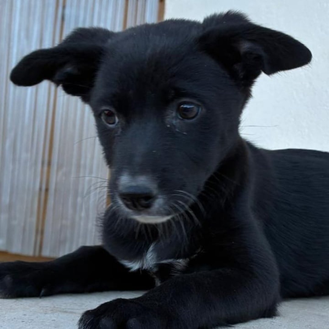 NuevaVidaAdop's tweet photo. MADRID
GINEBRA cachorra mestiza de 2 meses ABANDONADA junto al resto de su camada
NECESITA #acogida o #adopcion
Sociable con niños 🐶🐱
De tamaño mediano en edad adulta
Se entrega chipada,vacunada,desparasitada y CON compromiso de castracion
CONTACTO
📩 facenuevavida@gmail.com https://t.co/EFRFHQfrjg