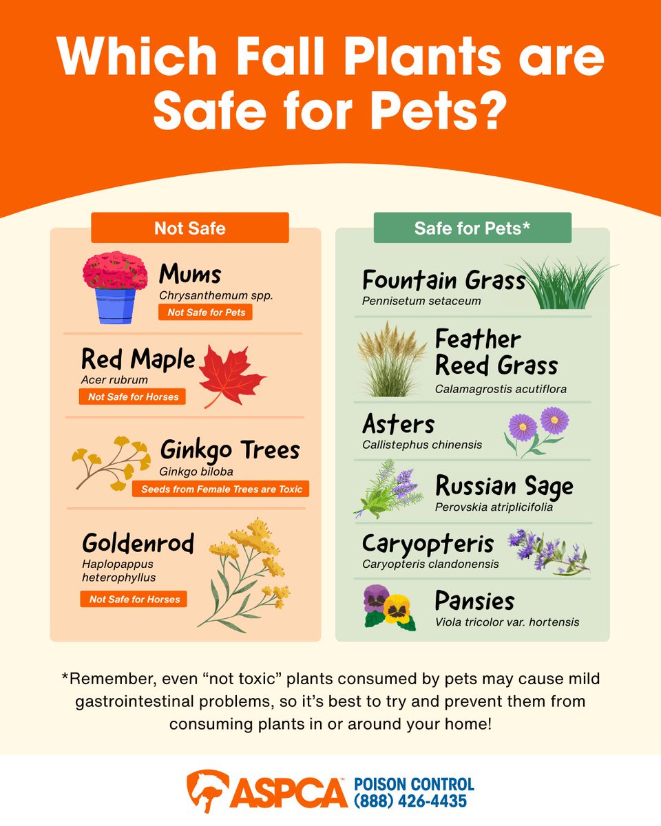 ASPCAPro's tweet photo. Every season, it’s crucial to stay informed about how to keep your pets safe. Keeping track of each seasonal toxin can also be challenging. Check out this list from @ASPCA Poison Control and share this with your community. #FallSeason #PetSafety

 https://t.co/VQheYKCj2Q https://t.co/DEwmH0AvGo